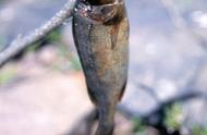 钓鱼高手揭秘：包食钓法的饵料制作与应用技巧