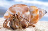 寄居蟹的惊人进化：60%的身体比例用于守护家园