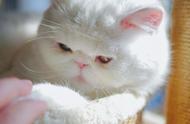 加菲猫的性格特点：憨厚、独立、活泼和聪明伶俐，为什么不能养？