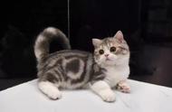 美国短毛猫：一种优雅迷人的宠物