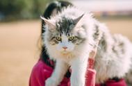 养缅因猫的五大潜在风险，你是否已经了解？