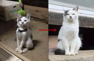 日本网友分享猫咪成长照片，第一张让人震惊！