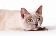 缅甸猫：一种迷人的宠物选择