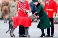 挪威王子的忠诚伙伴：黑色拉布拉多犬与凯特王妃的故事