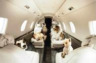飞机旅行：四类宠物禁止携带，法牛、加菲都不能带，最后一种让人心情舒畅