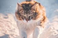 挪威森林猫：霸气十足！