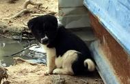 中华田园犬的憨萌魅力，谁说不可爱？