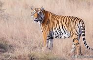动物园的老虎能否战胜原生纯种藏獒？