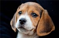 比格犬：世界上最小的狩猎犬