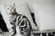 吴青峰的虎斑猫：苏打绿主唱的宠物萌翻天