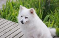 日本狐狸犬的魅力何在？竟能与北极狐相媲美！