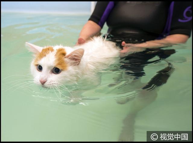 三岁土耳其梵猫游泳池中惬意畅游