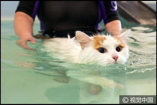 三岁土耳其梵猫游泳池中惬意畅游