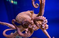 章鱼：海洋中的神秘生物