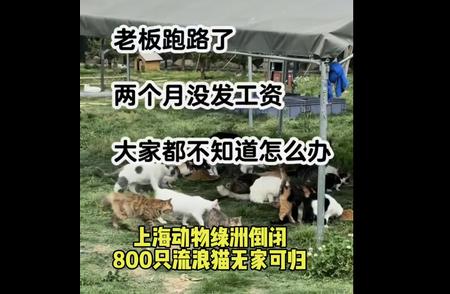 上海动物绿洲现状：400多只猫待安置，员工坚守岗位