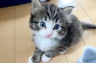 挪威森林猫的成长历程：日本铲屎官的可爱对比照片