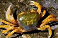 中国本土螃蟹：钳力惊人，味道如何?