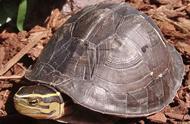 安布闭壳龟养殖指南：轻松上手，成为养龟达人