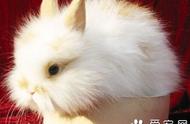 狮子兔的体味问题：主人如何保持其兔毛的清洁？