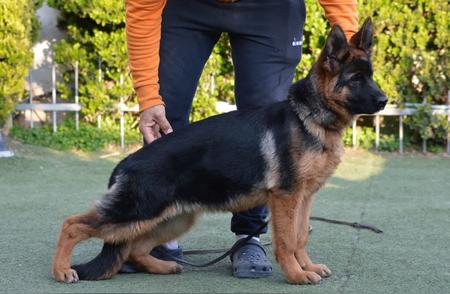 德国牧羊犬幼犬的健康评估方法