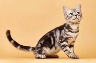 美国短毛猫：活泼好动的宠物猫咪品种