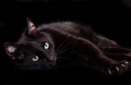 黑猫真的会带来厄运吗？其实它只有一个小问题