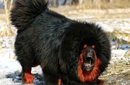 猛犬排行榜：八种犬型中藏獒位列第五，世界最大狗究竟有多大？