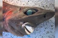 深海中的神秘“噩梦”鲨鱼，带着诡异的微笑浮出水面