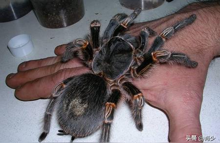 28张奇特动物照片：宠物蜘蛛的毛腿，乌龟紧咬狗爪子